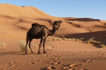 Tour alla scoperta del Marocco con voli di Linea, con partenze di sabato, da Febbraio ad Ottobre 2025, da 1550€